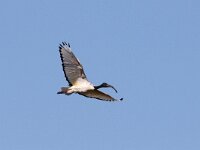 Threskiornis aethiopicus 3, Helige ibis, Saxifraga-Henk Baptist