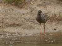 Tringa erythropus 11, Zwarte ruiter, Saxifraga-Mark Zekhuis