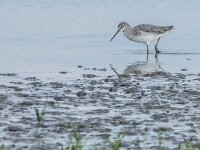 Tringa erythropus 12, Zwarte ruiter, adult, winter plumage, Saxifraga-Theo Verstrael