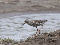 Tringa erythropus 2, Zwarte ruiter, Saxifraga-Piet Munsterman