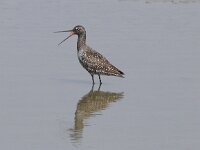 Tringa erythropus 4, Zwarte ruiter, Saxifraga-Peter Meininger
