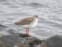 Tringa erythropus 9, Zwarte ruiter, Saxifraga-Henk Baptist