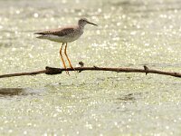 Tringa flavipes 7, Kleine geelpootreuiter, Saxifraga-Tom Heijnen