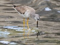 Tringa flavipes 8, Kleine geelpootruiter, Saxifraga-Tom Heijnen