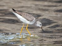 Tringa flavipes 9, Kleine geelpootruiter, Saxifraga-Tom Heijnen