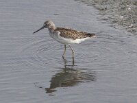 Tringa nebularia 11, Groenpootruiter, Saxifraga-Peter Meininger