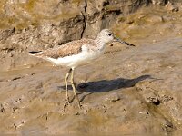 Tringa nebularia 14, Groenpootruiter, Saxifraga-Bart Vastenhouw