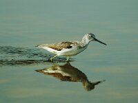 Tringa nebularia 2, Groenpootruiter, Saxifraga-Piet Munsterman