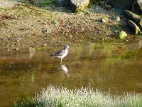 Tringa nebularia 28, Groenpootruiter, Saxifraga-Hans Grotenhuis