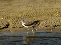 Tringa nebularia 5, Groenpootruiter, Saxifraga-Piet Munsterman