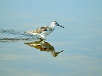 Tringa nebularia 7, Groenpootruiter, Saxifraga-Piet Munsterman