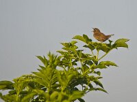 Troglodytes troglodytes 10, Winterkoning, Saxifraga-Rik Kruit