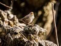 Troglodytes troglodytes 131, Winterkoning, adult, male, Saxifraga-Theo Verstrael