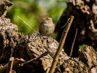 Troglodytes troglodytes 132, Winterkoning, adult, male, Saxifraga-Theo Verstrael