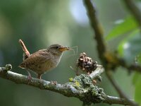 Troglodytes troglodytes 138, Winterkoning, adult, Saxifraga-Theo Verstrael