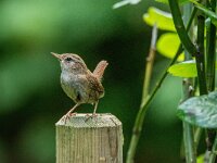 Troglodytes troglodytes 141, Winterkoning, adult, Saxifraga-Theo Verstrael