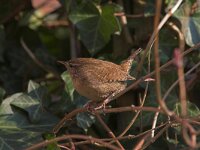 Troglodytes troglodytes 3, Winterkoning, Saxifraga-Luc Hoogenstein