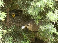 Troglodytes troglodytes 8, Winterkoning, Saxifraga-Mark Zekhuis
