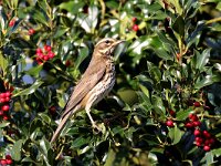 Turdus iliacus 12, Koperwiek, Saxifraga-Henk Baptist
