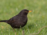 Turdus merula 10, Merel, Saxifraga-Luc Hoogenstein : Blackbird, Merel, Turdus merula, bird, black, garden bird, songbird, stadsvogel, tuinvogel, vogel, zangvogel, zwart
