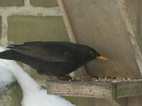 Turdus merula 109, Merel, Saxifraga-Willem van Kruijsbergen