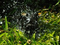 Turdus merula 11, Merel, Saxifraga-Piet Munsterman