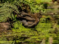 Turdus merula 112, Merel, adult, female, Saxifraga-Theo Verstrael