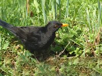 Turdus merula 12, Merel, Saxifraga-Jan van der Straaten