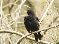 Turdus merula 120, Merel, adult, male, Saxifraga-Theo Verstrael