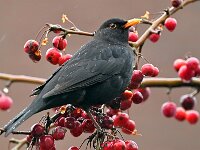 Turdus merula 125, Merel, Saxifraga-Tom Heijnen