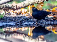 Turdus merula 125, Merel, adult, male, Saxifraga-Theo Verstrael