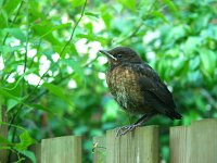 Turdus merula 126, Merel, juvenile, Saxifraga-Theo Verstrael