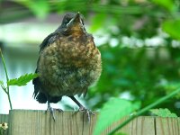 Turdus merula 128, Merel, juvenile, Saxifraga-Theo Verstrael