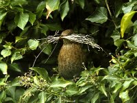 Turdus merula 17, Merel, Saxifraga-Piet Munsterman