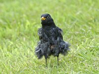Merel -M- juv. #3c : Turdus merula, Common Blackbird, Merel, male, juvenile