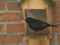 Turdus merula 27, Merel, Saxifraga-Willem van Kruijsbergen