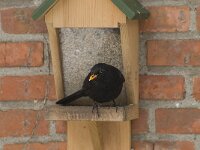 Turdus merula 29, Merel, Saxifraga-Willem van Kruijsbergen