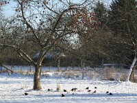 Turdus merula 30, Merel, Saxifraga-Rob Felix : Animalia, Aves, Chordata, animal, bird, dier, dieren, gewervelde dieren, vertebraat, vertebrate, vogel, vogels