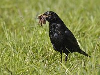 Merel -M- #05 : Turdus merula, Common Blackbird, Merel, male