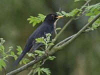 Merel -M- #02 : Turdus merula, Common Blackbird, Merel, male