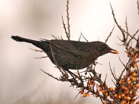Turdus merula 35, Merel, Saxifraga-Piet Munsterman
