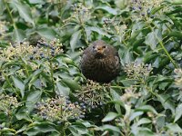 Turdus merula 37, Merel, Saxifraga-Piet Munsterman