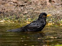 Badende merel  merel badend in de Haspel : Turdus merula