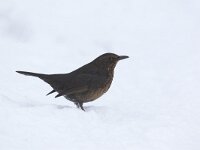 Merel, Blackbird, Turdus merula, Amsel, Merle noir  Merel, Blackbird, Turdus merula, Amsel, Merle noir : zangvogel, white, tuin, aves, garden, stadsvogel, city nature, tuinvogel, Utrecht, vrouw, common, stadsnatuur, adult, vrouwtje, the Netherlands, snow, december, Merle noir, songbird, wit, winter, algemeen, garden bird, Blackbird, freezing, female, koud, urban bird, Soest, cold, Amsel, vogel, city bird, Merel, sneeuw, trush, Turdus merula, nature, lijster, bruin, brown, Nederland, natuur, bird