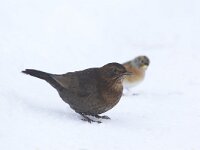Merel met een keep op de achtergrond, Blackbird with a Brambling behind.  Merel, Blackbird, Turdus merula, Amsel, Merle noir : Keep, Merle noir, Blackbird, vogel, songbird, wit, two species, city bird, Brambling, Amsel, city nature, sneeuw, female, Soest, Merel, stadsnatuur, the Netherlands, twee soorten, mannetje, white, male, urban bird, zangvogel, stadsvogel, algemeen, freezing, winter, december, vrouwtje, tuin, garden, Fringilla montifringilla, aves, snow, Nederland, common, cold, tuinvogel, adult, bird, Turdus merula, Utrecht, koud, nature, garden bird, natuur