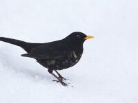 Merel met witte veren op de borst, Blackbird with partial white feathers on chest  Merel, Blackbird, Turdus merula, Amsel, Merle noir : leucistisch, city nature, male, Blackbird, vogel, Nederland, leucistic, aves, black, Utrecht, koud, Amsel, city bird, stadsnatuur, Merel, wit, common, garden bird, songbird, bird, winter, garden, Soest, urban bird, white feathers, zwart, tuin, december, zangvogel, Turdus merula, the Netherlands, natuur, algemeen, tuinvogel, witte veren, stadsvogel, freezing, adult, nature, mannetje, snow, cold, man, Merle noir, white, sneeuw