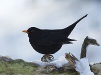Merel, Blackbird, Turdus merula  Merel, Blackbird, Turdus merula  Het Buurserzand is aangewezen als Natura 2000-gebied in het kader van de Natuurbeschermingswet. : Natura 2000, Nederland, protected, Merel, Natuurmonumenten, Overijssel, natuur, nature area, natuurgebied, nature reserve, Habitatrichtijn, kou, Haaksbergen, mannetje, zwart, Buurserzand, Blackbird, freezing, male, winter, Buurse, Turdus merula, Vogelrichtlijn, koude, cold, The Netherlands, bird, vogel, december, Special Protected Area, nature, beschermd, snow, black, adult, Natura 2000-gebied, sneeuw