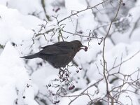 Winter in Lunetten : park, woonwijk, city bird, city, vogel, The Netherlands, nature, groenvoorziening, Lunetten, natuur, stadsnatuur, Utrecht, winter, winter image, Nederland, winterbeeld, sneeuw, the netherlands, cold, stad, koude, bird, stadsvogel, Beatrixpark, kou, snow, freezing