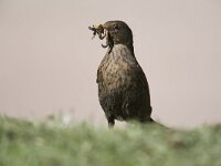 Turdus merula 49, Merel, Saxifraga-Luc Hoogenstein