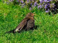 Turdus merula 55, Merel, Saxifraga-Piet Munsterman